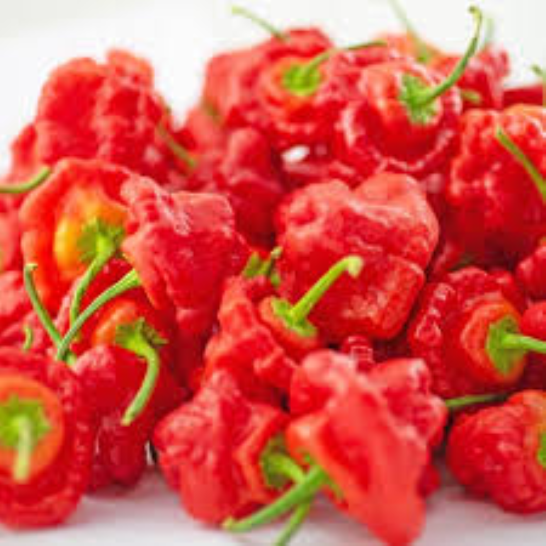 FRESH CHILLIS SCOTCH BONNET RED